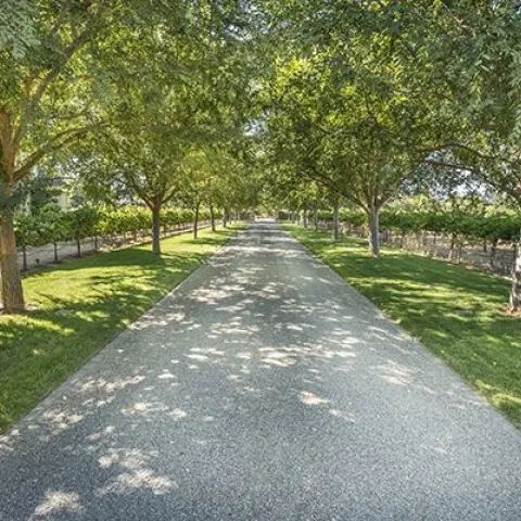 Tree shade. (pinterest.com)