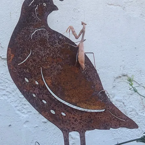 Praying mantis meets quail. (Photo by Kathy Keatley Garvey)