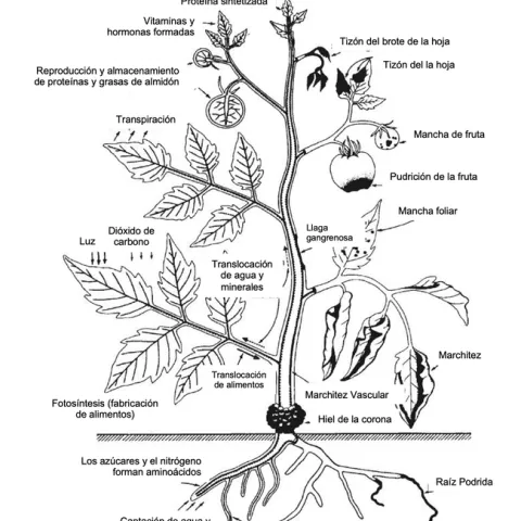 Plant disease spanish