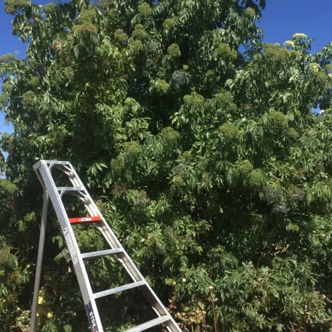 A mature elderberry shrub on a Sacramento Valley farm being harvested