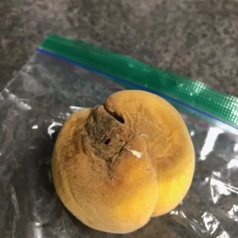 Yellow peach with browning and a hole in skin.