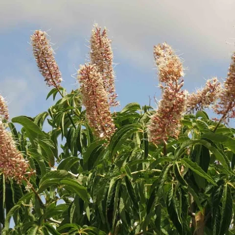 Buckeye in upper Bidwell Park, J. Alosi