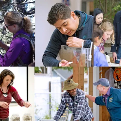 Collage of 5 UC Cooperative Extension scientists working. Woman in purple shirt examines tree bark. Latino man draws to show groundwater movement in soil. Man in sunglasses points to insects as blonde and brunette girls look on. Woman with dark brown hair demonstrates soil movement in 2 large jars of water. Man in baseball hat slaps the back of a man in urban garden.