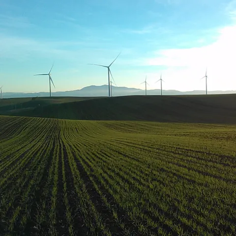 Wheat trials using biosolids in Rio Vista