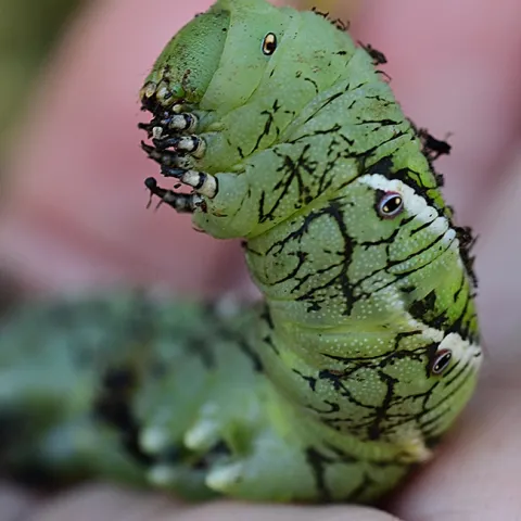 This three-inch-long tobacco hornworm appears to be ready to eat more tomato leaves (or the photographer). (Photo by Kathy Keatley Garvey)