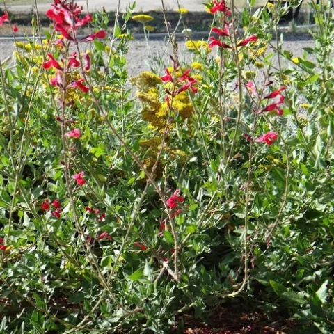John Whittlesey sage (salviz x) in the Demonstration Garden, Brent McGhie
