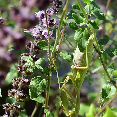 Find the praying mantis! This is a female gravid Stagmomantis limbata. (Photo by Kathy Keatley Garvey)