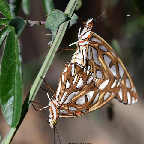 Insect wedding photography: Two Gulf Fritillaries, Agraulis vanillae, in a Vacaville, Calif. pollinator garden. (Photo by Kathy Keatley Garvey)