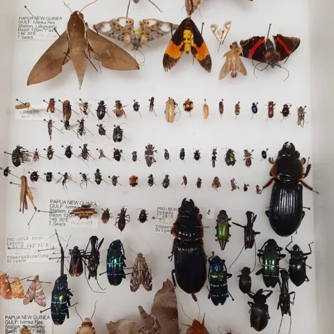 This is part of the Bohart Museum of Entomology collection that will be gifted to Atatürk University, Turkey. (Bohart Museum photo)