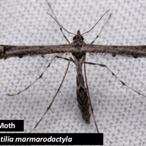 Anstenoptilia marmarodactyla Plume Moth