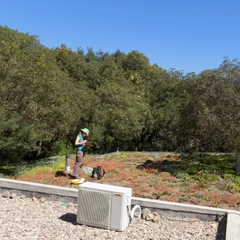 Ecologist and research scientist Maria Silvina Fenoglio (shown here on a green roof) will present a virtual seminar, hosted by the UC Davis Department of Entomology and Nematology, on "Do Green Roofs Benefit Urban Arthropod Communities? Evidence from a South American City," at 4:10 p.m., Wednesday, Oct. 6.