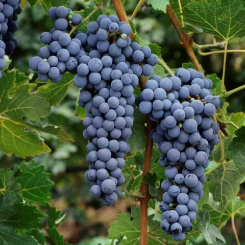 Cabernet sauvignon grapes