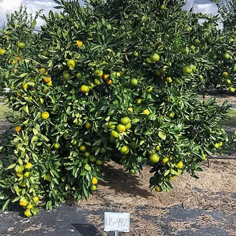 hlb resistant rootstock