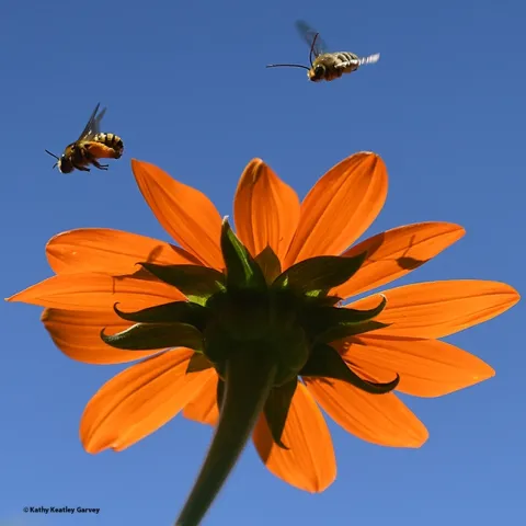 A male long-horned bee, Melissodes agilis, chases a female of the species over a Mexican sunflower, Tithonia rotundifola, in a Vacaville pollinator garden. (Photo by Kathy Keatley Garvey)