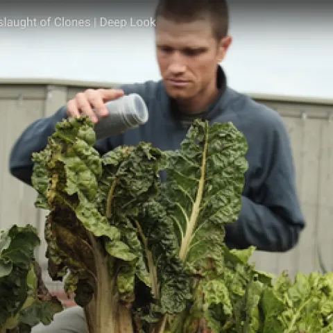 Cooperative Extension specialist and agricultural entomologist Ian Grettenberger of the UC Davis Department of Entomology and Nematology is shown in this frame in KQED's Deep Look video on aphids. The work of Josh Cassidy, it won an international nature award, the equivalent of an Oscar. (Screen shot)