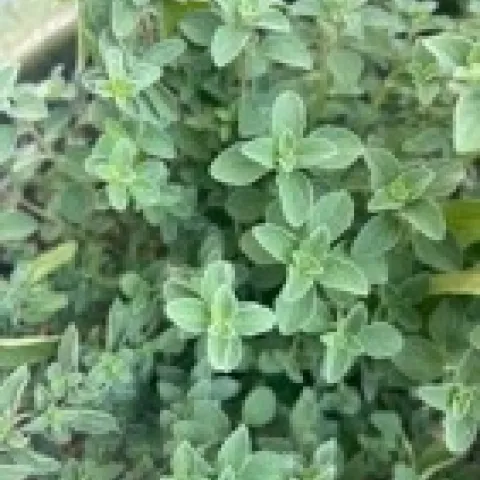 Oregano plant in pot.
