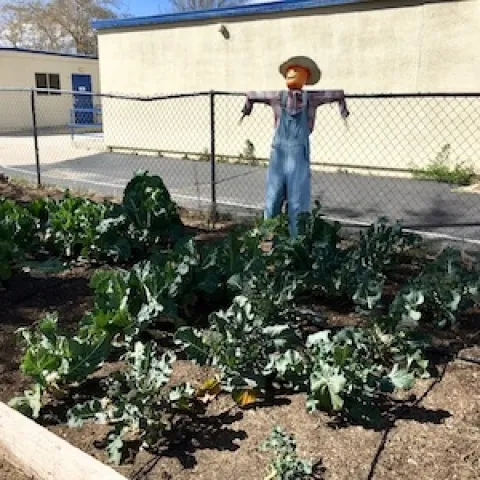 Phelan Elementary Garden - March 2020