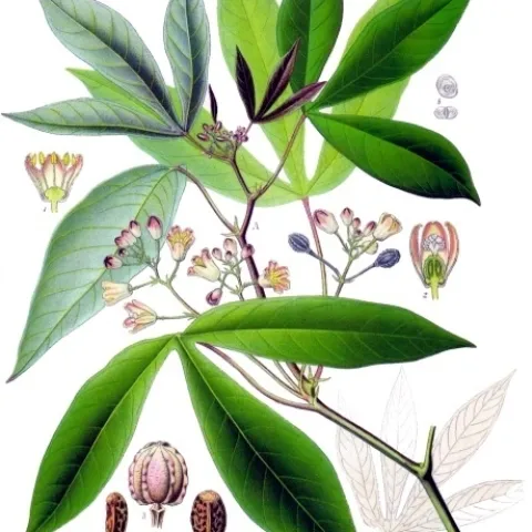 The is the cassava plant, a staple of 200 million Africans. Hans Herren won the 1995 World Food Frize for his work in saving the cassava crop from the mealybug in Africa, thus averting a worst-ever food crisis. (Wikipedia graphic)