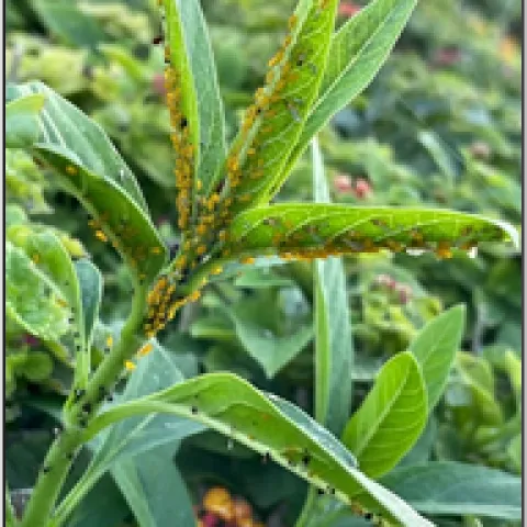 Aphids on lantana. Photo by Ed Gutierrez