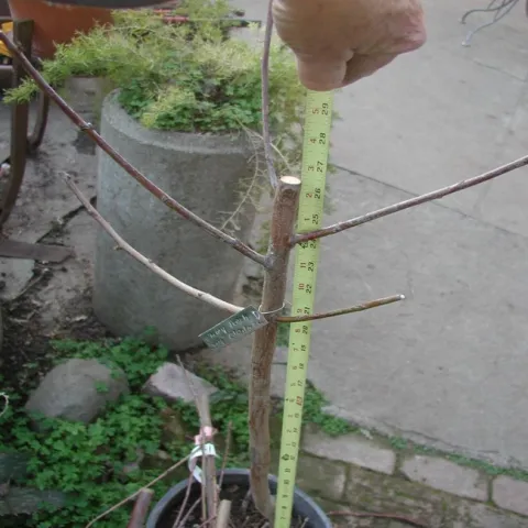 The most important pruning is when first planted cut the tree to 30 inches or less.