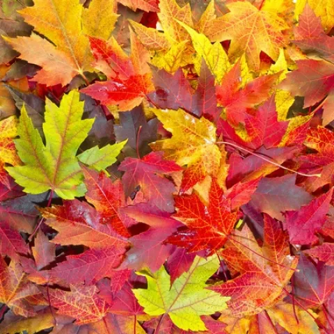 Maple-Colors