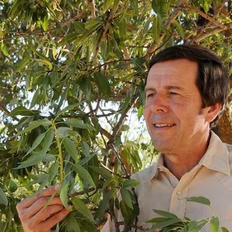 Frank Zalom, shown here by an almond tree, directed the UC Statewide Integrated Pest Management Program for 16 years, 1986-2002. (Photo by Kathy Keatley Garvey)