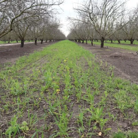 A pollinator mix of cover crops sprouts on an almond orchard floor