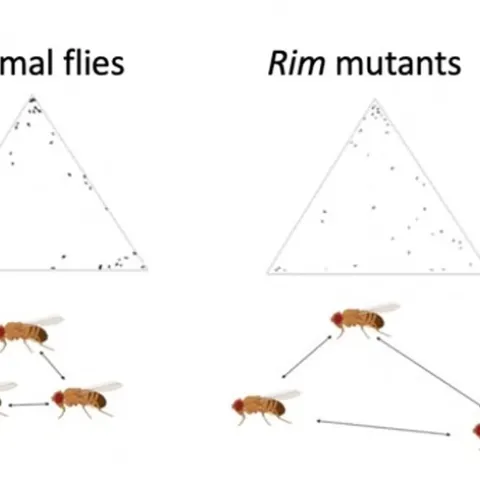 An illustration from the seminar of postdoctoral fellow Sergio Hidalgo Sotelo of the UC Davis Department of Entomology and Nematology.