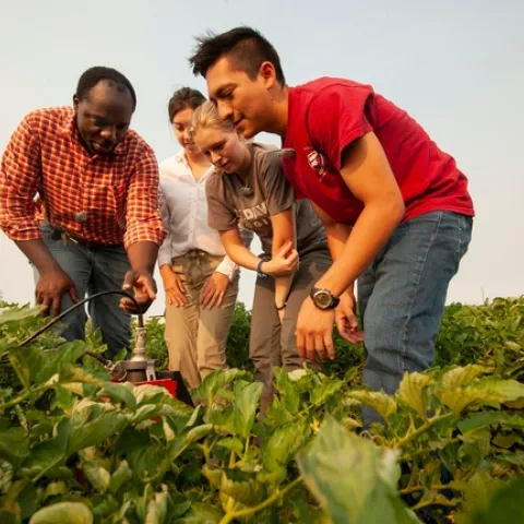 Surrounded by green leaves, Isaya Kisekka on left in red checked shirt and blue jeans, and two young women and a young man look at a neutron probe in a field.