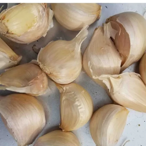 Select the largest cloves to plant, Jeanette Alosi