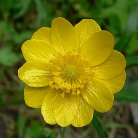 Ranunculus californicus CA Buttercup Flower
