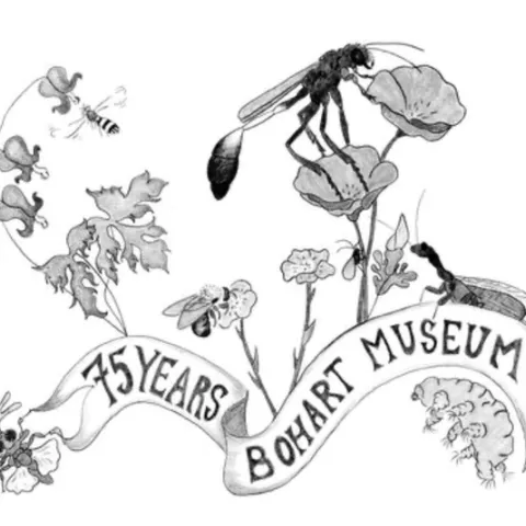 Art work by Christine Melvin, an associate at the Bohart Museum of Entomology. Can you identify the flora and fauna?