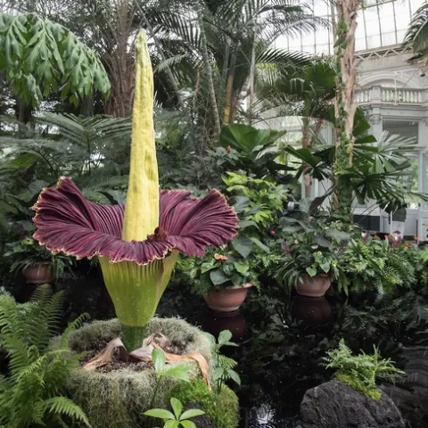 2048px-Corpse flower (71317)a
