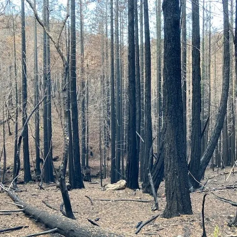 Burned forest with dead leaves on the ground