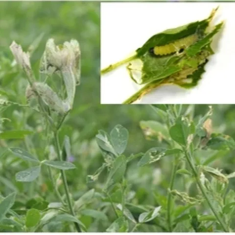 1Damage-Alfalfa Leaftier