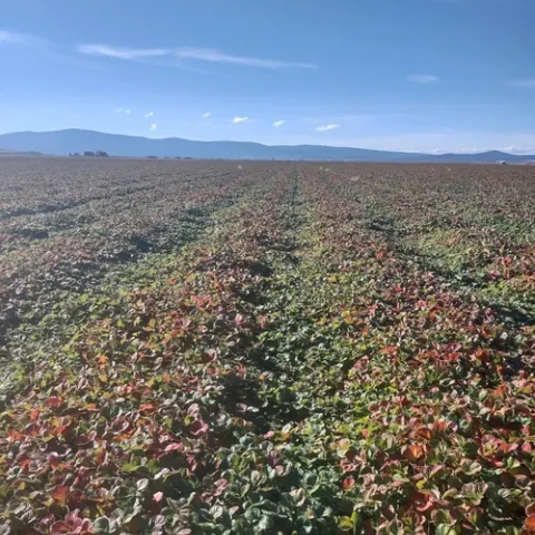 Strawberry plants of the variety Monterey, week of Oct 25 in MacDoel.