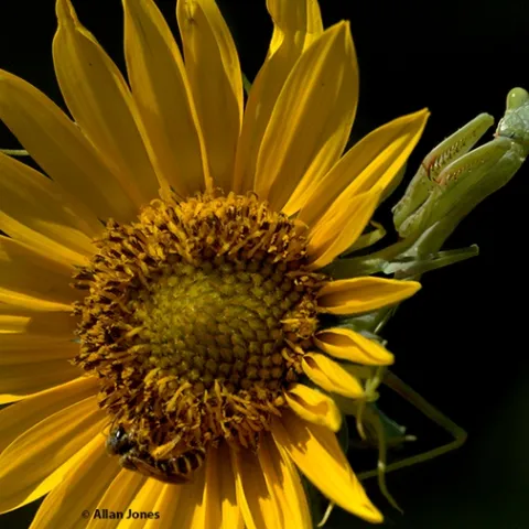 A praying mantis "shopping for bees" on a sunflower, became the subject of one of Allan Jones' carved pumpkins. (Photo by Allan Jones)
