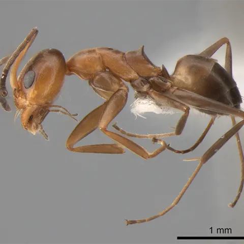 In the ant genus Dorymyrmex, a rapidly evolving group of similar-looking species includes this specimen of Dorymyrmex “pr01” collected by Jill Oberski in Paraná, Brazil. Oberski, a fifth-year doctoral candidate in the Phil Ward lab, is president of the UC Davis Entomology Graduate Student Association.