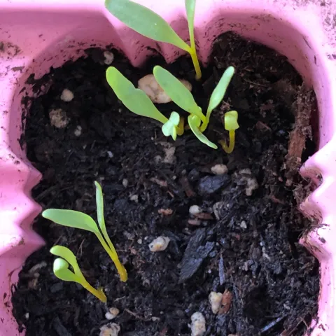 Beet seedlings Karen Schaffer