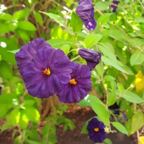 Close up of the flower. photos by Betty Victor