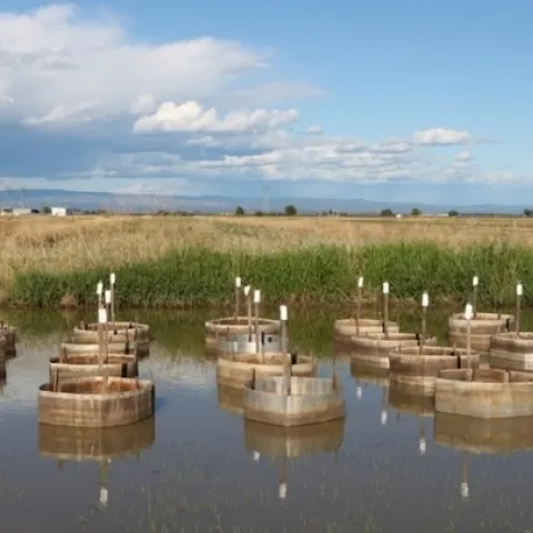 A field trial at the California Cooperative Rice Research Foundation Inc. Rice Experiment Station near Biggs, Calif. (Photo by Ian Grettenberger)
