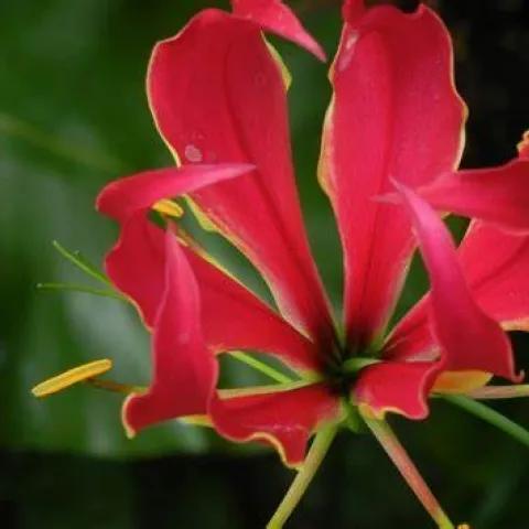 Gloriosa lily, public domain