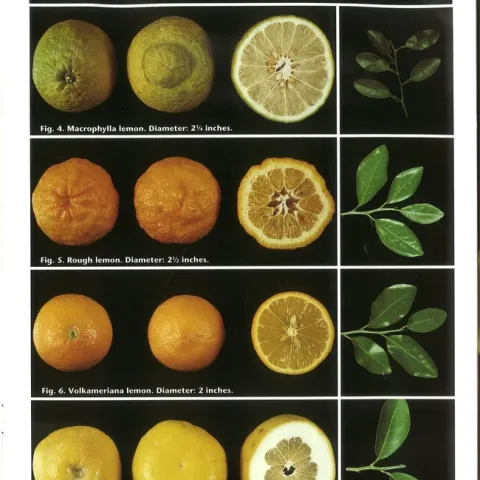 citrus rootstock pictures