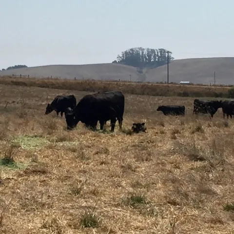 Black cows and calves graze dry vegetation.