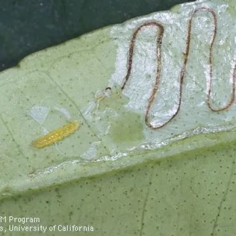 A zigzag line showing a tunnel made by a leafminer larva.