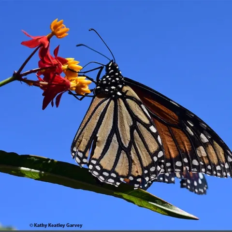 A monarch nectaring on tropical milkweed, Asclepias curassavica, in October, 2021 in Vacaville, Calif. (Photo by Kathy Keatley Garvey)