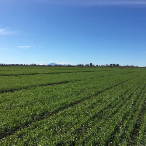 N-rich reference zone demonstration site in the Delta.