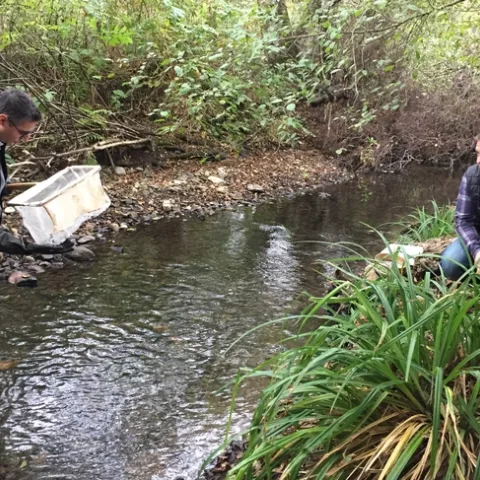 Igor Lacan looks into a net while standing in a stream.