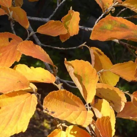 Witch hazel leaves (Hamamelis 'Arnold Promise'), J.C. Lawrence