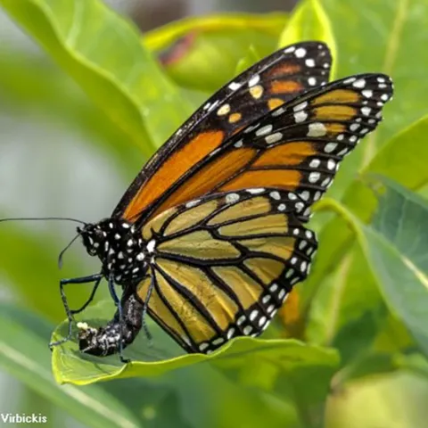 This image, "Monarch Laying Eggs," by Joe Virbickis of Washington, Ill., won the medal for "Best by Peoria Camera Club Member." (Copyright Joe Virbickis)